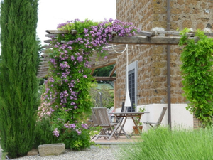 best climbers for pergolas_2.jpg
