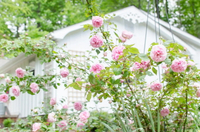 //iqrorwxhiqnlji5q.ldycdn.com/cloud/llBpnKrmjnSRilprnnrmjq/Can-I-Use-An-Arbor-Or-Pergola-for-Climbing-Plants.jpg