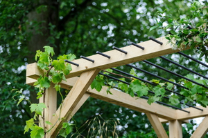 climbers for pergolas_3.jpg
