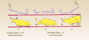 How Tall Should A Two Cow Shed Be-_1.jpg