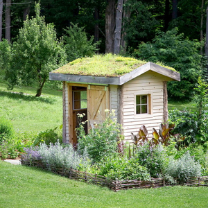 A Green Roof on Shed.jpg